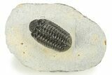 Phacopid (Adrisiops) Trilobite - Excellent Preparation #259593-3